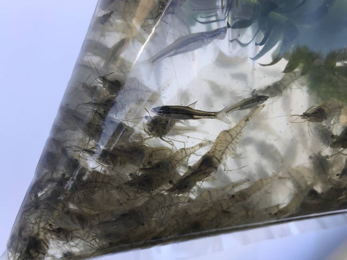 スジエビ50匹 エビ 飼育用 餌用にも 川魚 爆買い
