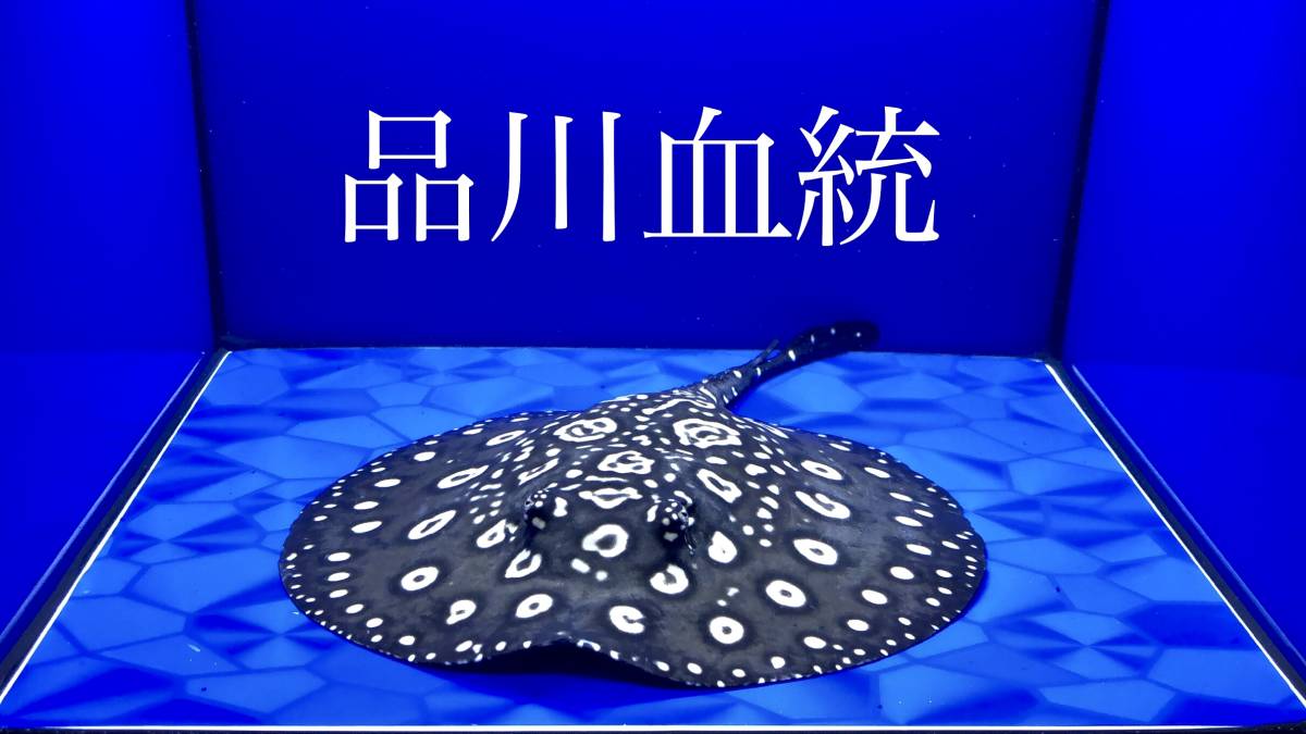 超大特価！！品川ダイヤ！19㎝ 雄 Yahoo!オークション -「品川ダイヤ 