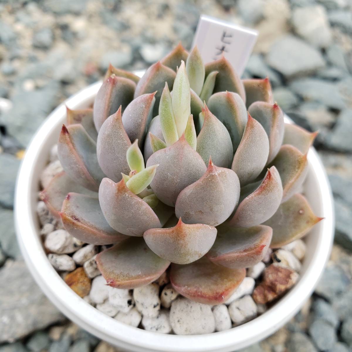 多肉植物 エケベリアなど 根付き苗（一部根無し） 寄せ植えなどに