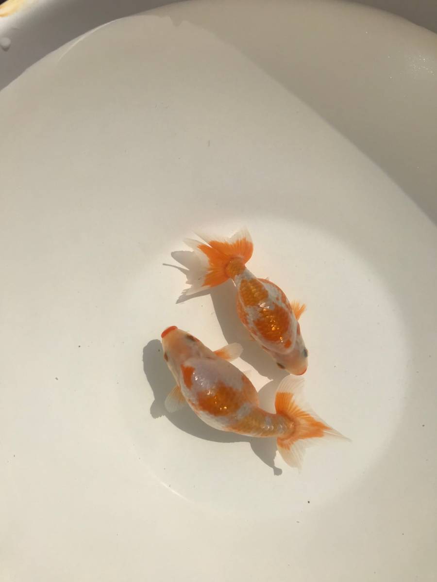 安い，高品質 出雲ナンキン ２歳魚 超優魚血統 ２匹セット No.NM/684(金魚)｜売買されたオークション情報、yahooの商品情報をアーカイブ公開 - オークファン その他
