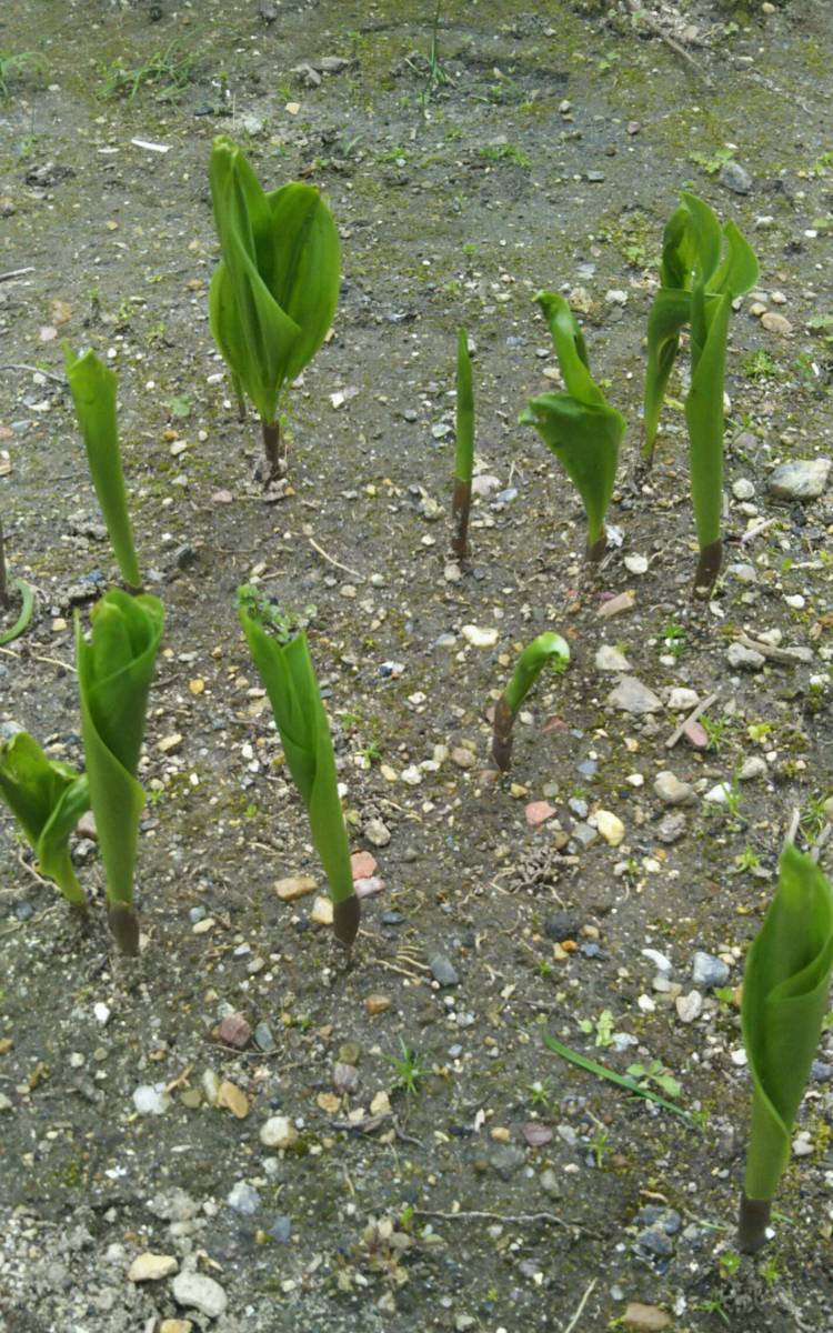 これから開花 日本スズランの苗 5芽 全て花芽付き オマケ2本 自家栽培 すずらん ニホンスズラン 鈴蘭 本州以外の方はご入札お控え下さい その他 売買されたオークション情報 Yahooの商品情報をアーカイブ公開 オークファン Aucfan Com