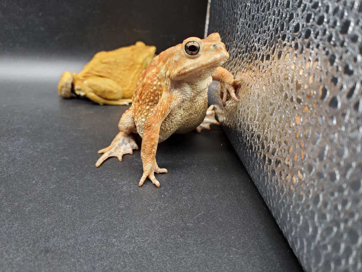 20 ミヤコヒキガエル 3匹 8cm/8cm/8cm 大東島産 ミヤコヒキガエル