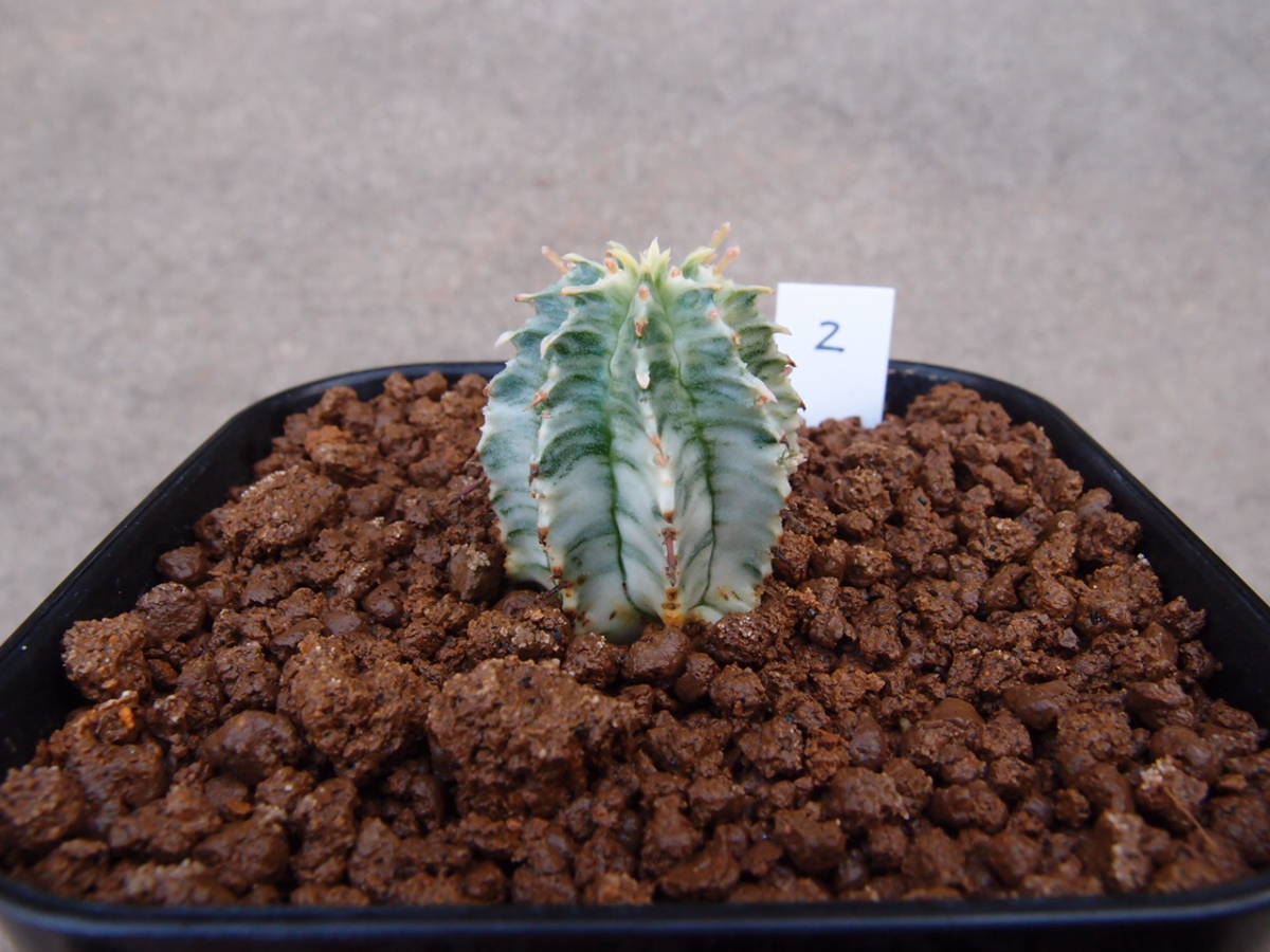♪♪ユーフォルビア ホリダ錦 糊斑 2 多肉植物♪♪ ホリダ錦 ♪♪