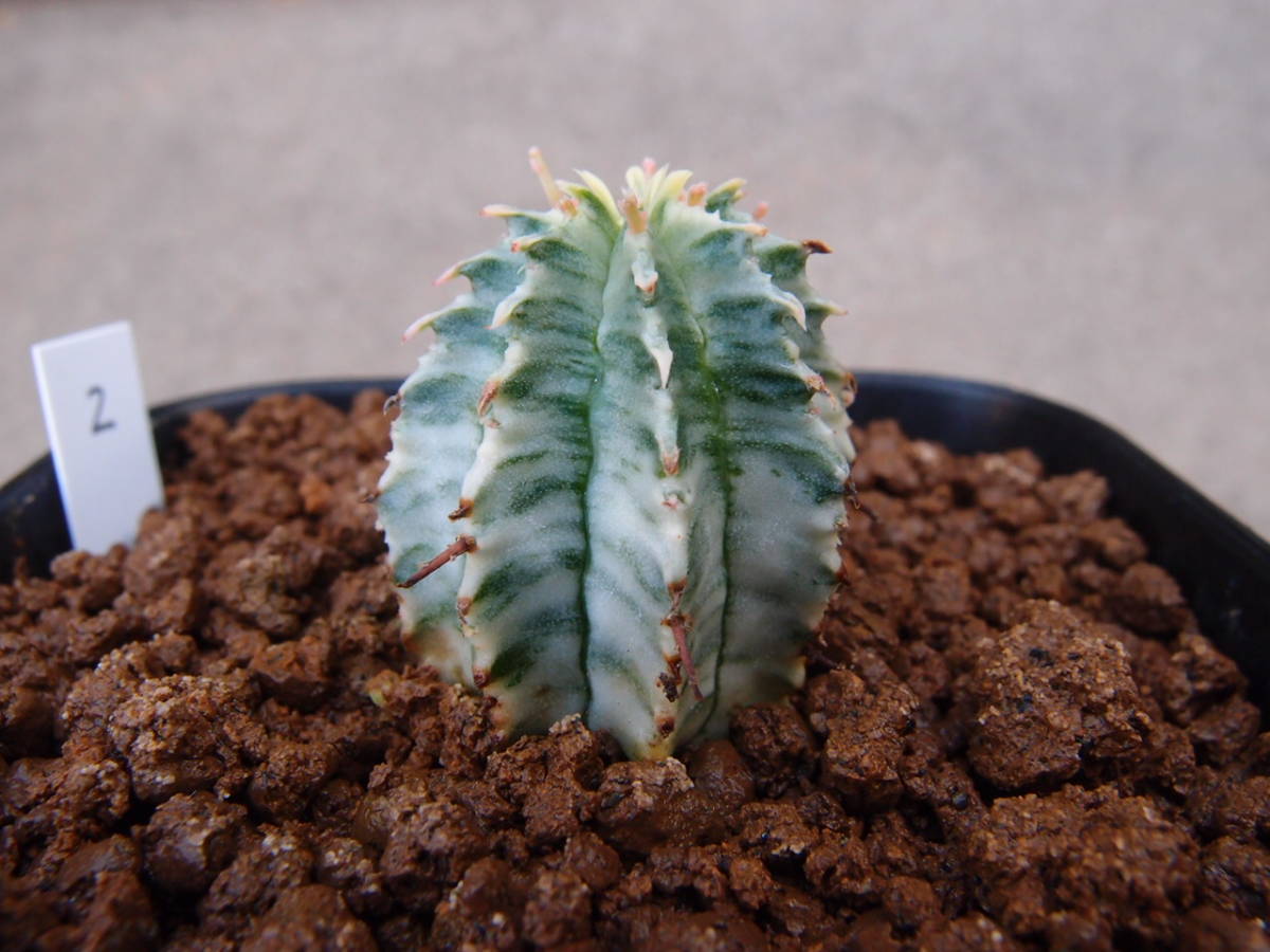 ♪♪ユーフォルビア ホリダ錦 糊斑 2 多肉植物♪♪ ホリダ錦 ♪♪