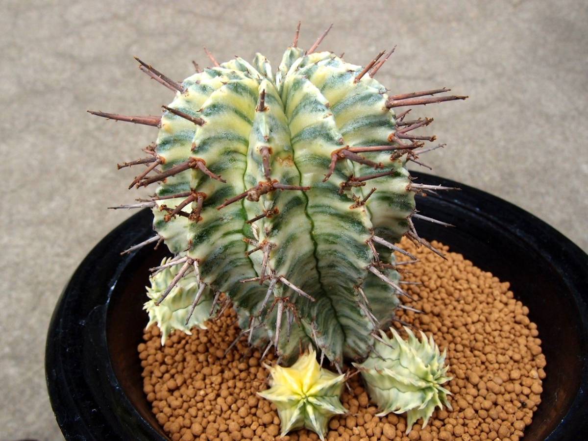 ♪♪ユーフォルビア ホリダ錦 糊斑 2 多肉植物♪♪ ホリダ錦 ♪♪