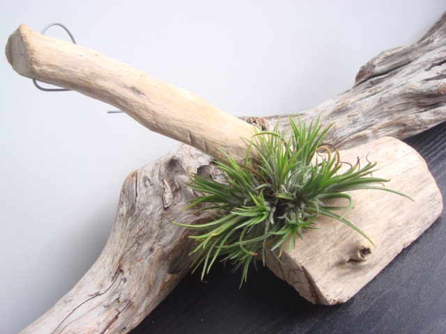 吊っておしゃれにインテリア エアープランツ チランジア イオナンタ 流木つき ８ ４５９ その他 売買されたオークション情報 Yahooの商品情報をアーカイブ公開 オークファン Aucfan Com