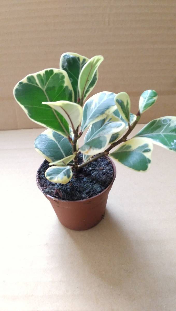 観葉植物 フィカス トリアングラリス バリエガータ 斑入り かわいい その他 売買されたオークション情報 Yahooの商品情報をアーカイブ公開 オークファン Aucfan Com