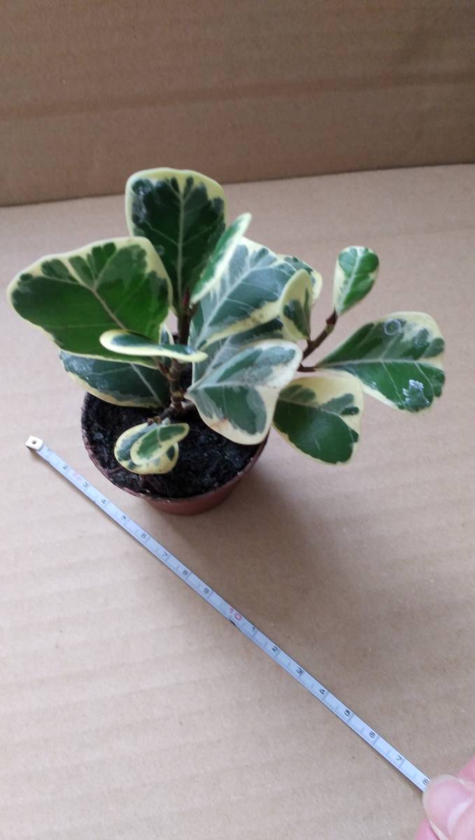 観葉植物 フィカス トリアングラリス バリエガータ 斑入り かわいい その他 売買されたオークション情報 Yahooの商品情報をアーカイブ公開 オークファン Aucfan Com