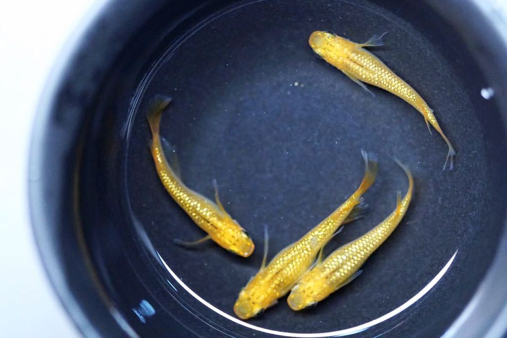 龍希メダカ レクリス 2ペア 現物 本家舞めだか様血統 Www Hoshimoto Co Jp