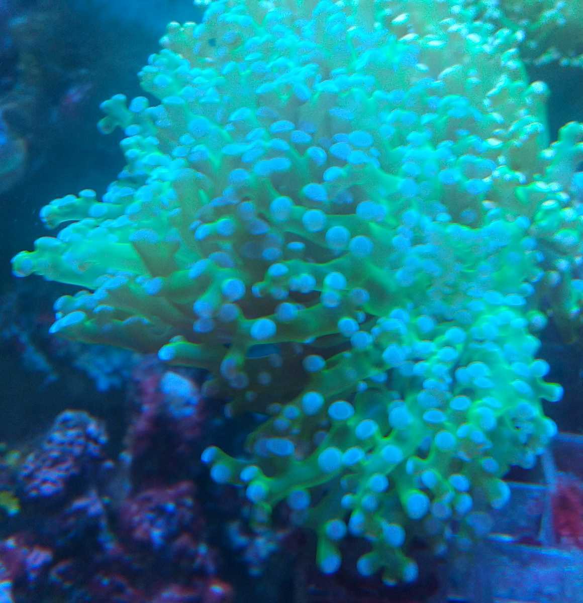 タコアシサンゴ コエダナガレハナサンゴ クリアグリーン フラグ 同梱ｏｋ 本州以外は要相談 ケミカン 5月1日は発送不可 サンゴ 売買されたオークション情報 Yahooの商品情報をアーカイブ公開 オークファン Aucfan Com