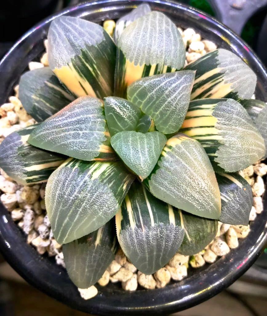 多肉植物 ハオルチア コレクタ錦 大株 多肉植物 ハオルチア コレクタ錦 大株 ｜多肉植物 ハオルチア