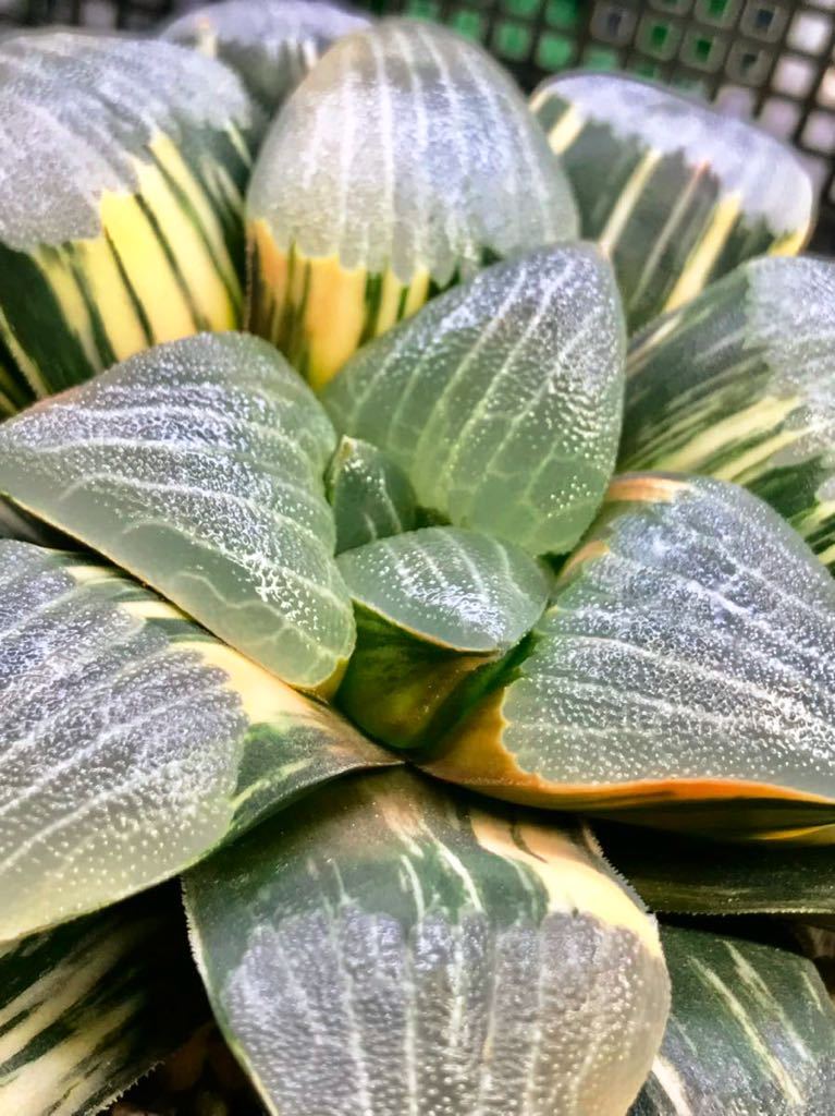 多肉植物 ハオルチア コレクタ錦 大株 ｜多肉植物 ハオルチア