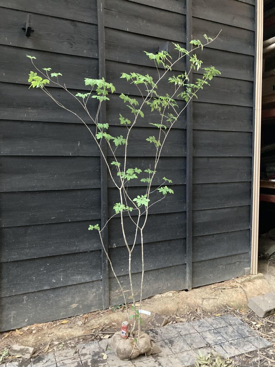 39 山取 アオダモ 【公式通販】