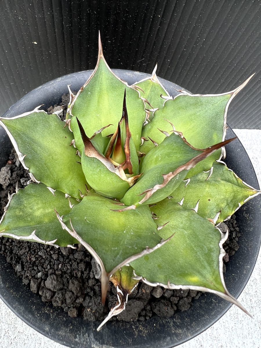 アガベ 鳳凰 agave titanota チタノタ 多肉植物 【公式通販】