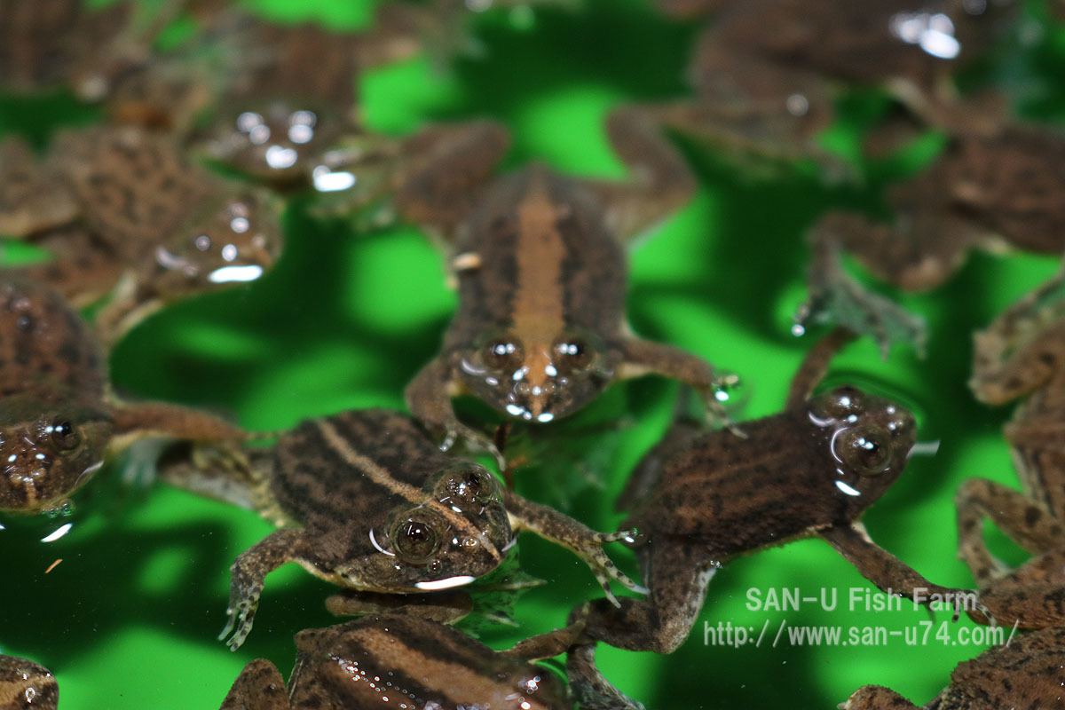 ウキガエル 400匹セット 全長15 25mm前後 インドネシア産 直輸入 アジアウキガエル 活餌 アロワナ かえる お届け地域制限あり Oxfordkneegroup Com