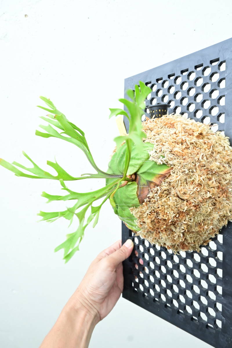 P.ridleyi thin frond　 @bikamori.com ビカクシダ　リドレイ