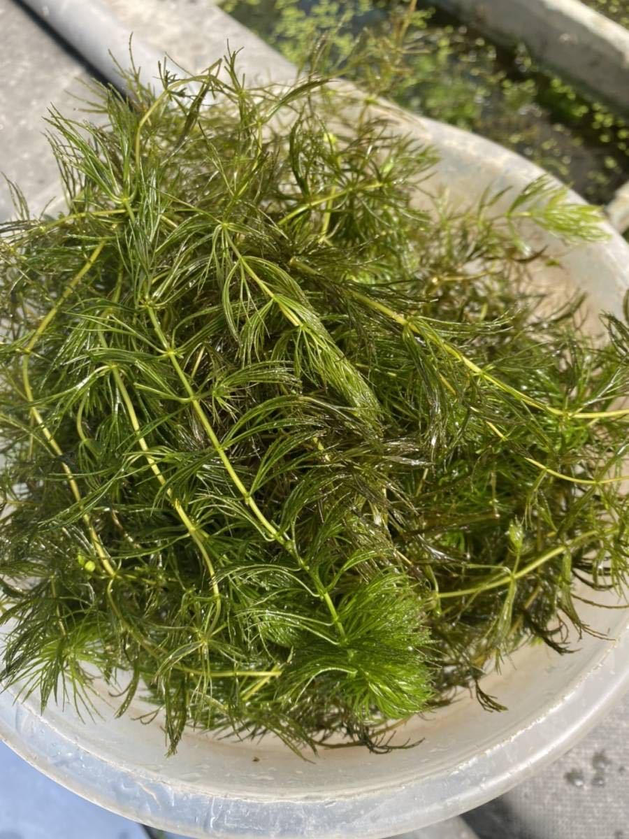 無農薬マツモ水草 550g 4700円 メダカ 産卵 大量 業務用 匿名可 追跡可能 水質浄化水槽餌 ザリガニ タナゴ 産卵 浮き草類 売買されたオークション情報 Yahooの商品情報をアーカイブ公開 オークファン Aucfan Com 無農薬マツモ水草 550g 4700円 メダカ 産卵 大量 業務用 匿名可 追跡可能 水質浄化水槽餌 ザリガニ タナゴ 産卵 浮き草類 売買されたオークション情報 Yahooの商品情報をアーカイブ公開 オークファン Aucfan Com