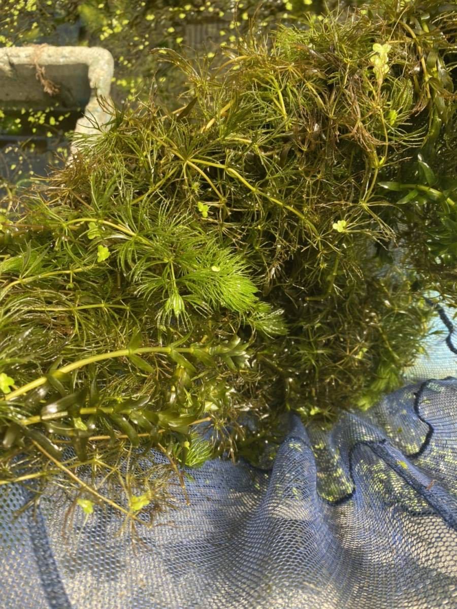 無農薬マツモ水草 550g 4700円 メダカ 産卵 大量 業務用 匿名可 追跡可能 水質浄化水槽餌 ザリガニ タナゴ 産卵 浮き草類 売買されたオークション情報 Yahooの商品情報をアーカイブ公開 オークファン Aucfan Com 無農薬マツモ水草 550g 4700円 メダカ 産卵 大量 業務用 匿名可 追跡可能 水質浄化水槽餌 ザリガニ タナゴ 産卵 浮き草類 売買されたオークション情報 Yahooの商品情報をアーカイブ公開 オークファン Aucfan Com