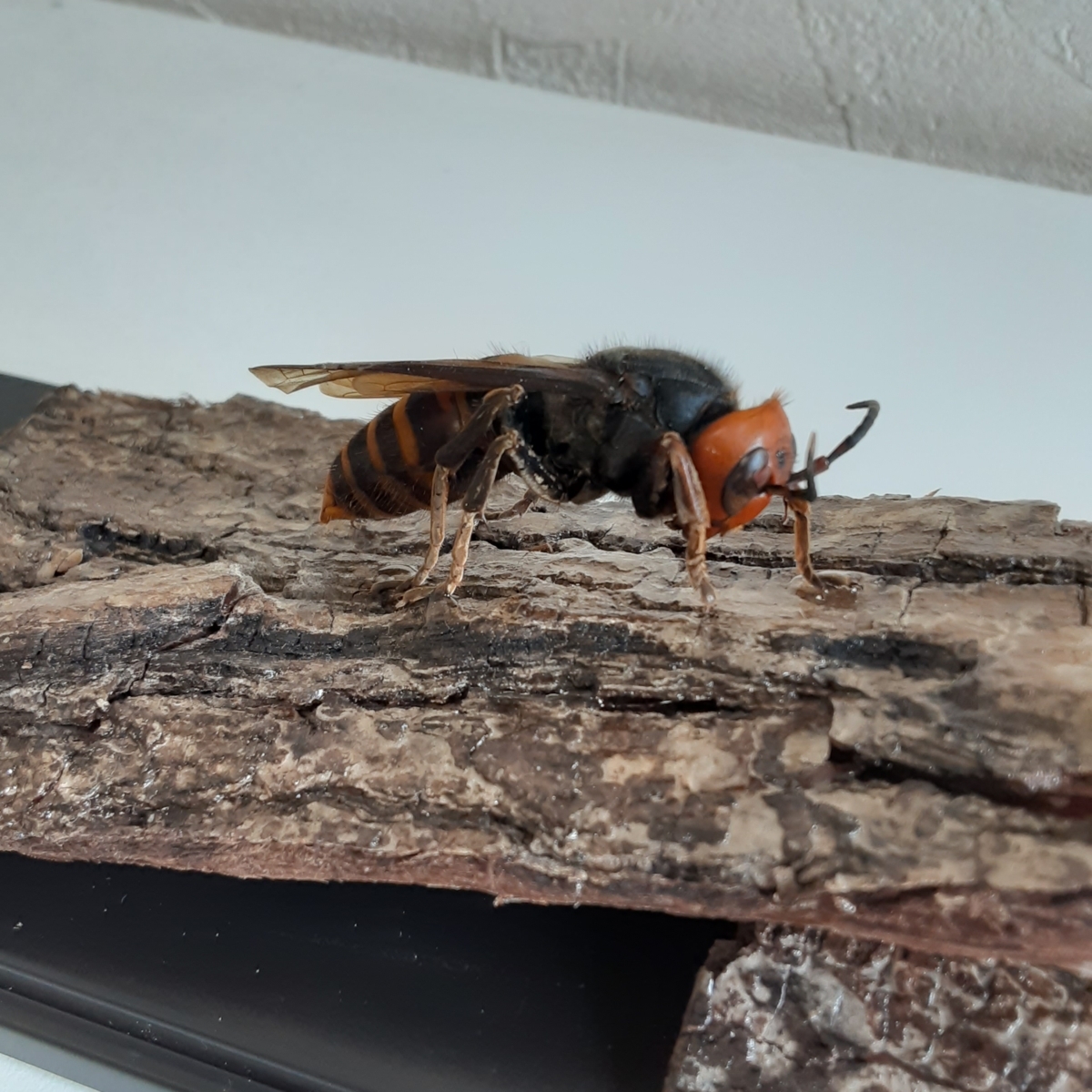 オオスズメバチとセグロアシナガバチ 立体標本 その他 売買されたオークション情報 Yahooの商品情報をアーカイブ公開 オークファン Aucfan Com