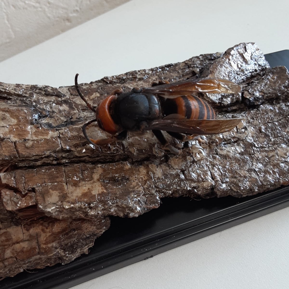 オオスズメバチとセグロアシナガバチ 立体標本 その他 売買されたオークション情報 Yahooの商品情報をアーカイブ公開 オークファン Aucfan Com