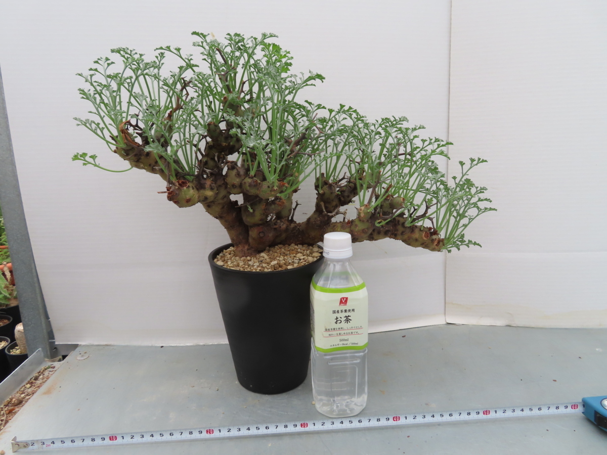 マ633「現地株」ペラルゴニウム クリズミフォリウム 植え【Pelargonium 