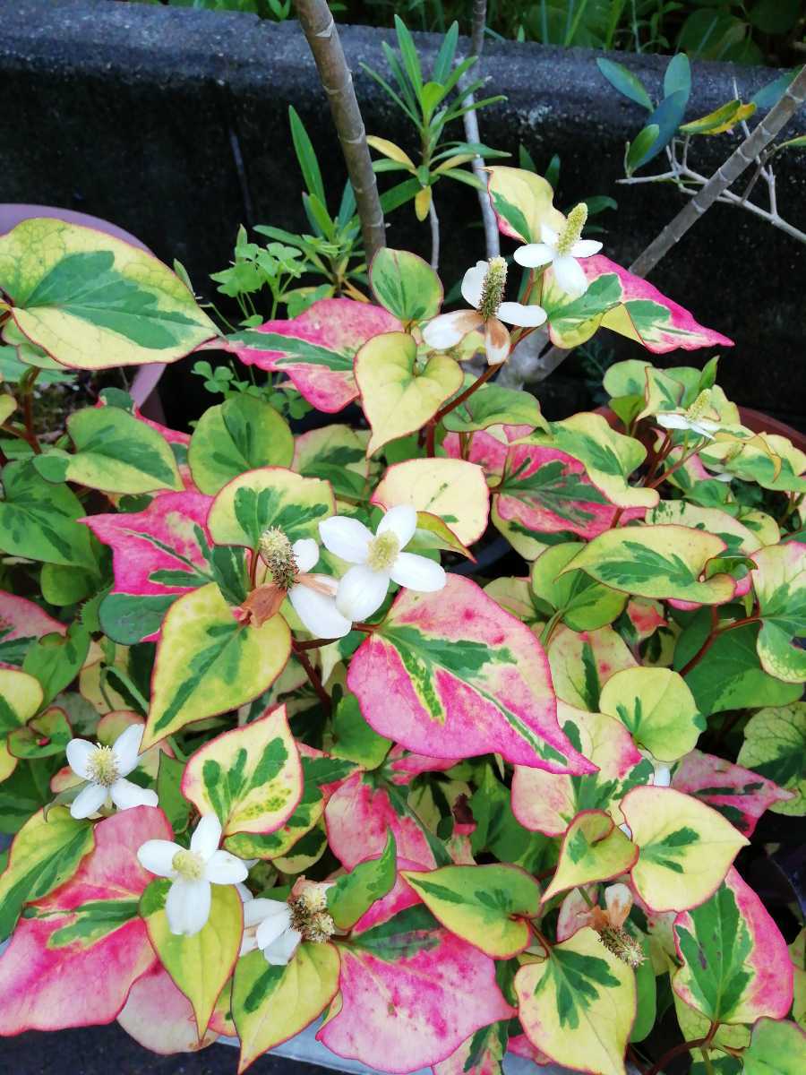 五色ドクダミ 斑入りどくだみ 多年草 2本一組 観葉植物 ガーデニング ジュウヤク 十薬 じゅうやく その他 売買されたオークション情報 Yahooの商品情報をアーカイブ公開 オークファン Aucfan Com