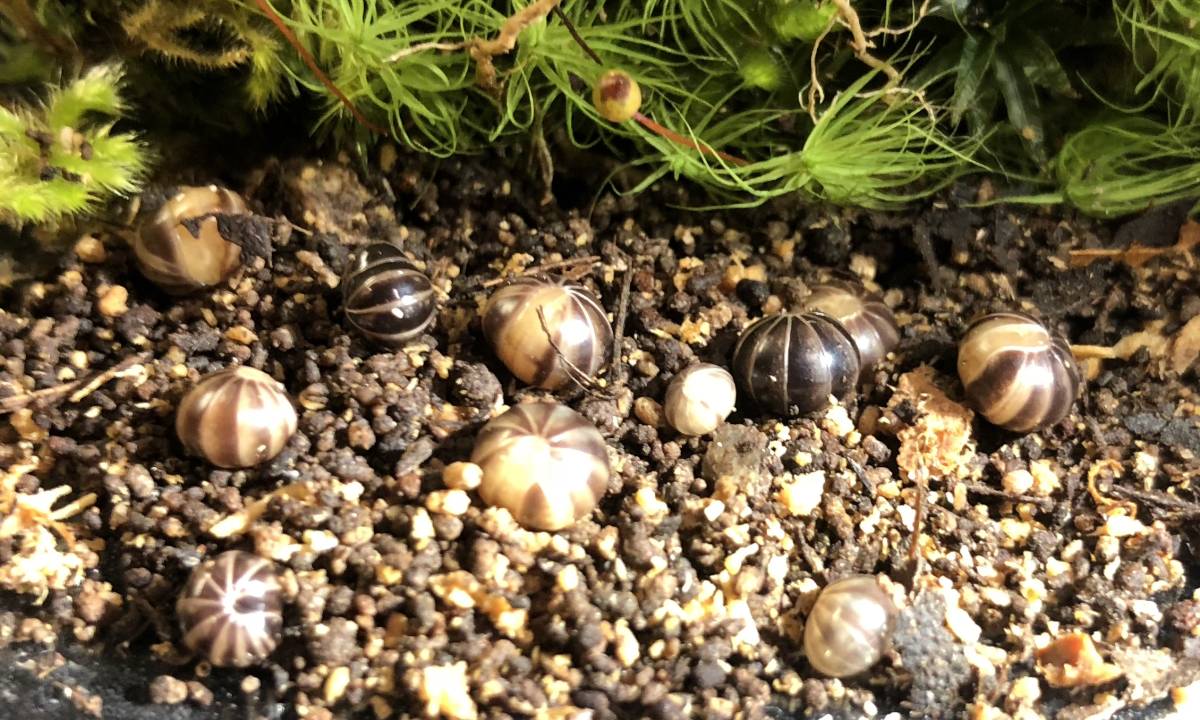 タマヤスデ 10セット ダンゴムシ ワラジムシ 虫類 売買されたオークション情報 Yahooの商品情報をアーカイブ公開 オークファン Aucfan Com