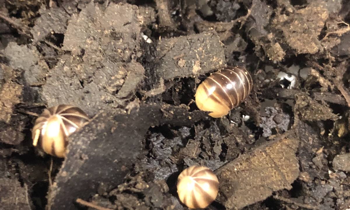 タマヤスデ 10セット ダンゴムシ ワラジムシ 虫類 売買されたオークション情報 Yahooの商品情報をアーカイブ公開 オークファン Aucfan Com