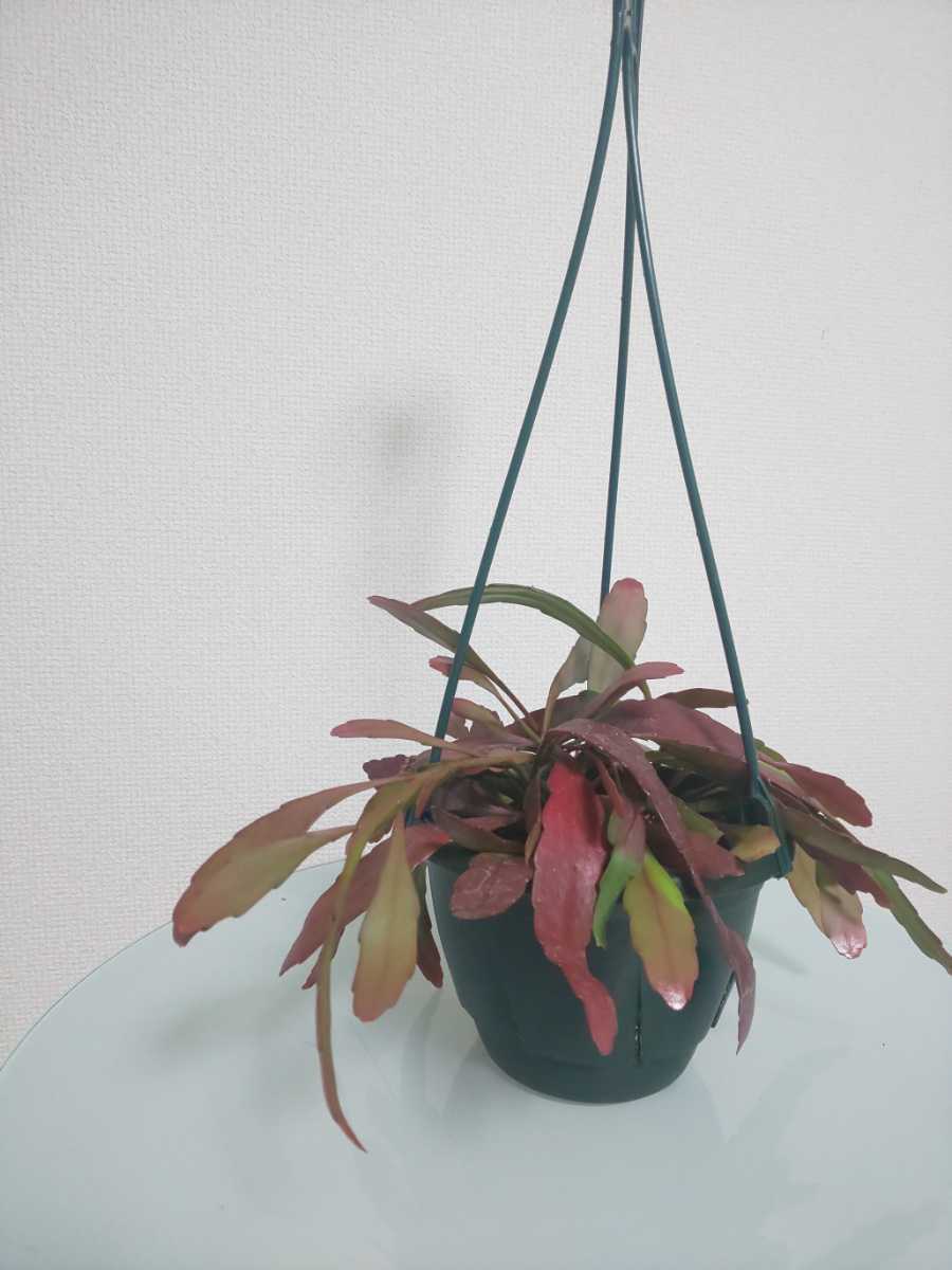 【希少種】ラムローサ　リプサリス　レッドコーラル　Rhipsalis ramulosa　サボテン　ハンギング　特徴的　多肉植物　シャコバサボテン_1