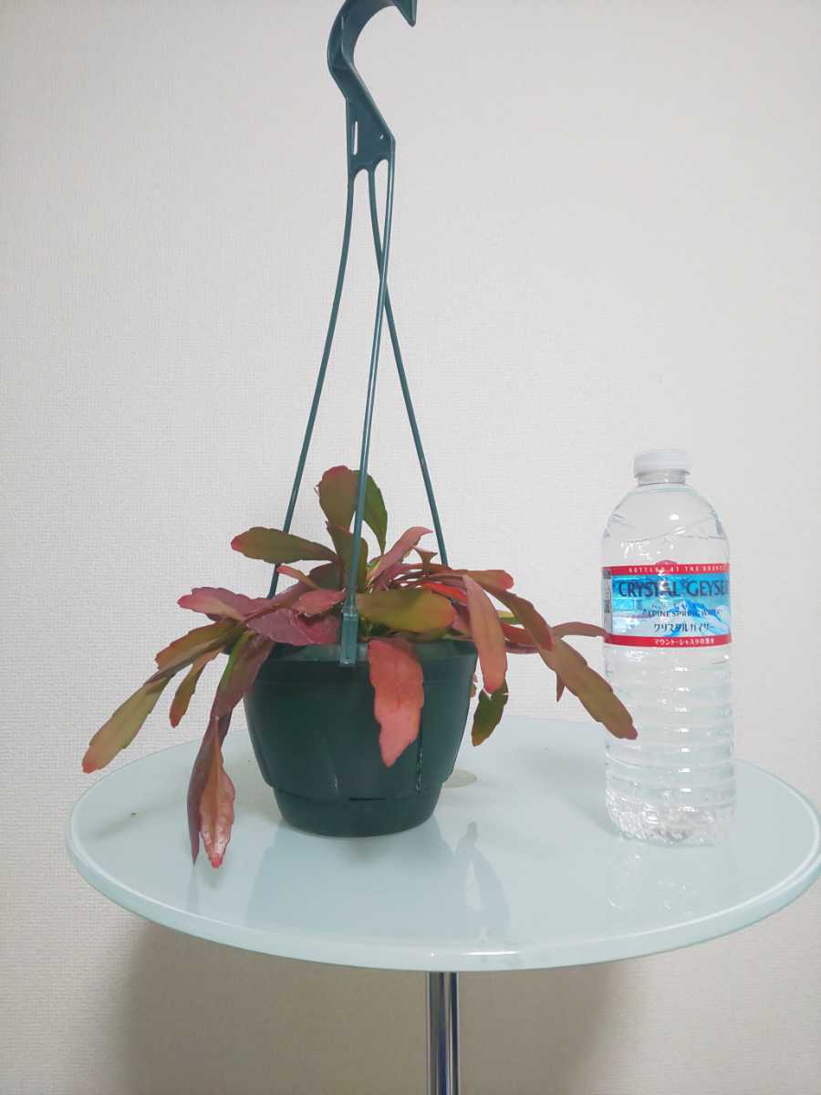 【希少種】ラムローサ　リプサリス　レッドコーラル　Rhipsalis ramulosa　サボテン　ハンギング　特徴的　多肉植物　シャコバサボテン_10