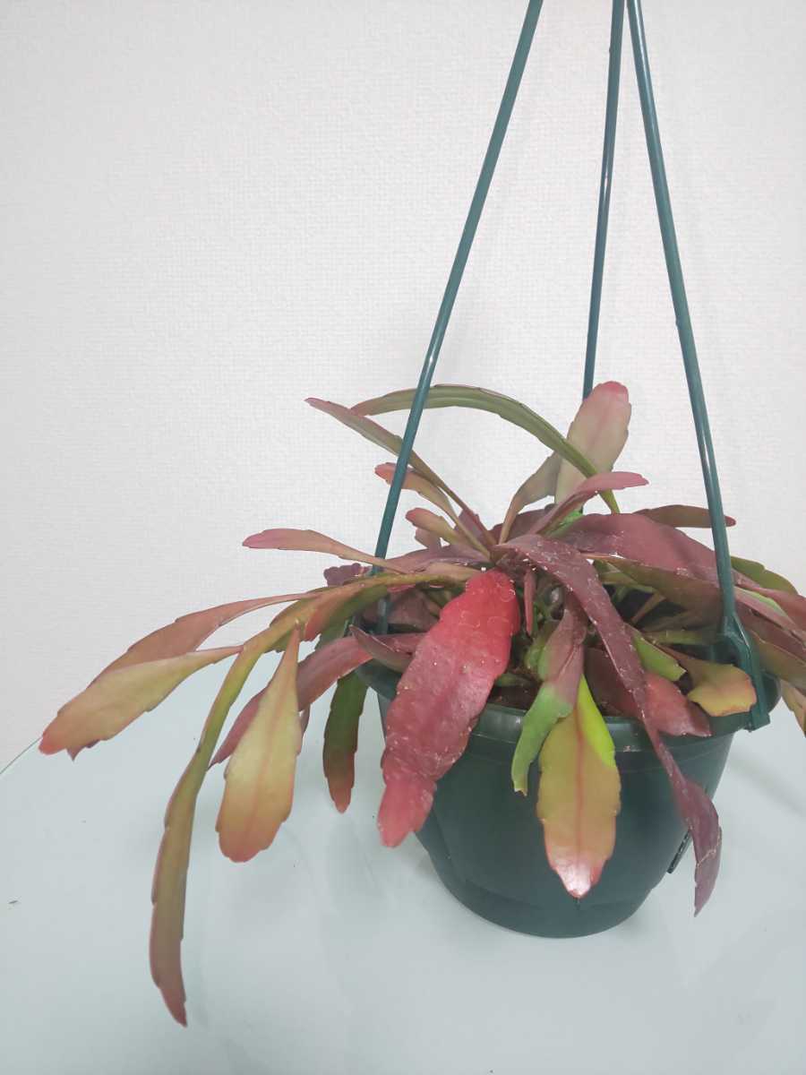 【希少種】ラムローサ　リプサリス　レッドコーラル　Rhipsalis ramulosa　サボテン　ハンギング　特徴的　多肉植物　シャコバサボテン_2