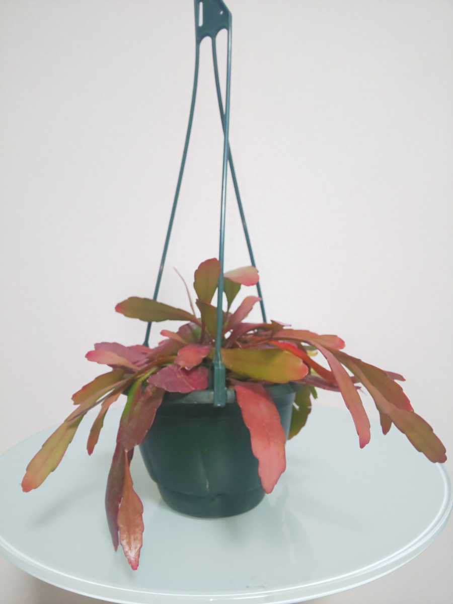 【希少種】ラムローサ　リプサリス　レッドコーラル　Rhipsalis ramulosa　サボテン　ハンギング　特徴的　多肉植物　シャコバサボテン_3