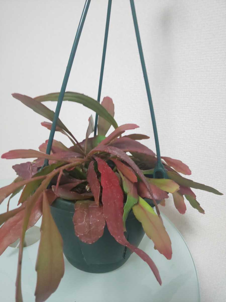 【希少種】ラムローサ　リプサリス　レッドコーラル　Rhipsalis ramulosa　サボテン　ハンギング　特徴的　多肉植物　シャコバサボテン_4