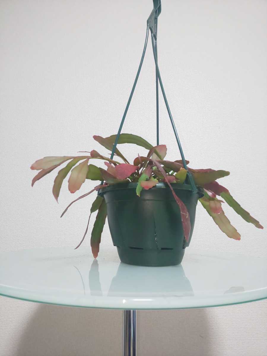 【希少種】ラムローサ　リプサリス　レッドコーラル　Rhipsalis ramulosa　サボテン　ハンギング　特徴的　多肉植物　シャコバサボテン_5