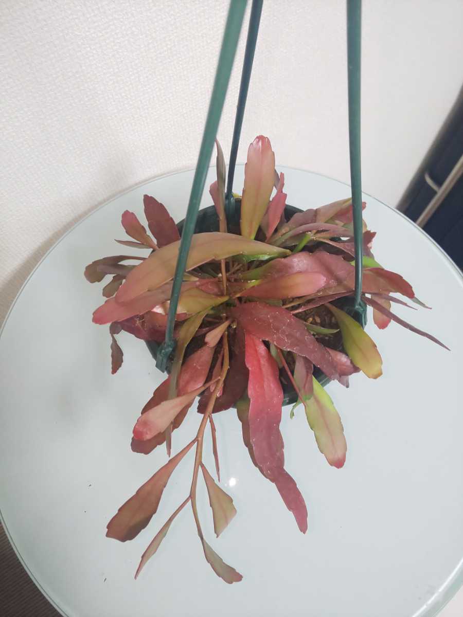 【希少種】ラムローサ　リプサリス　レッドコーラル　Rhipsalis ramulosa　サボテン　ハンギング　特徴的　多肉植物　シャコバサボテン_6