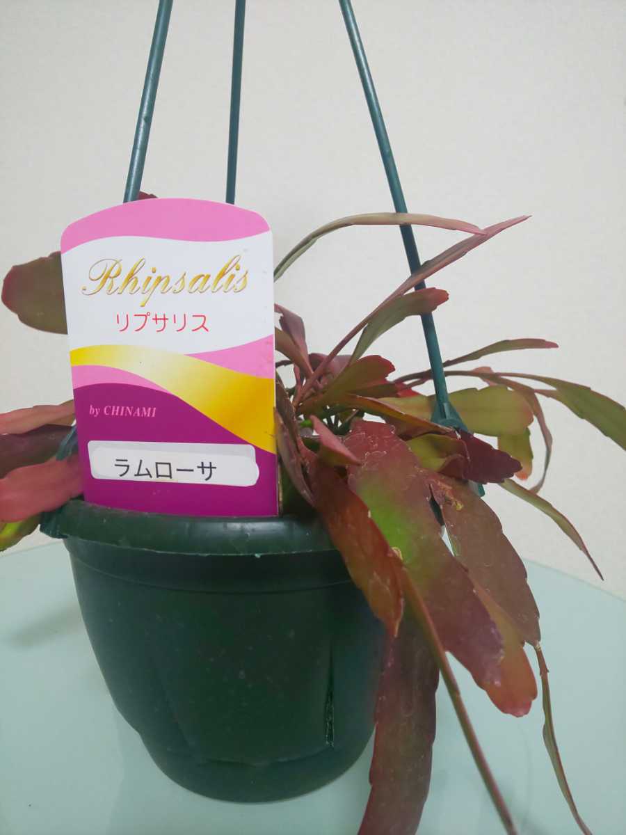 【希少種】ラムローサ　リプサリス　レッドコーラル　Rhipsalis ramulosa　サボテン　ハンギング　特徴的　多肉植物　シャコバサボテン_7