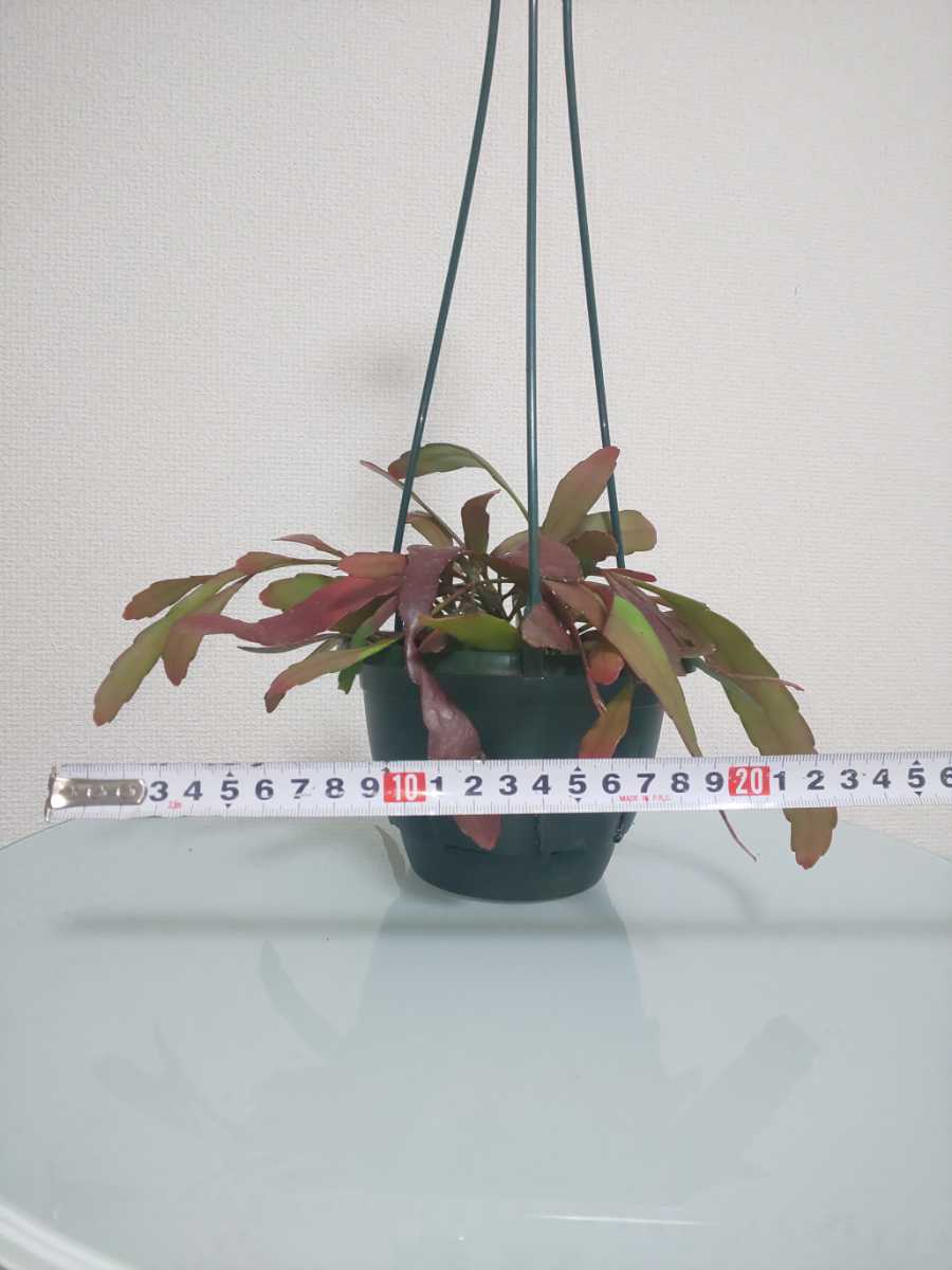 【希少種】ラムローサ　リプサリス　レッドコーラル　Rhipsalis ramulosa　サボテン　ハンギング　特徴的　多肉植物　シャコバサボテン_8