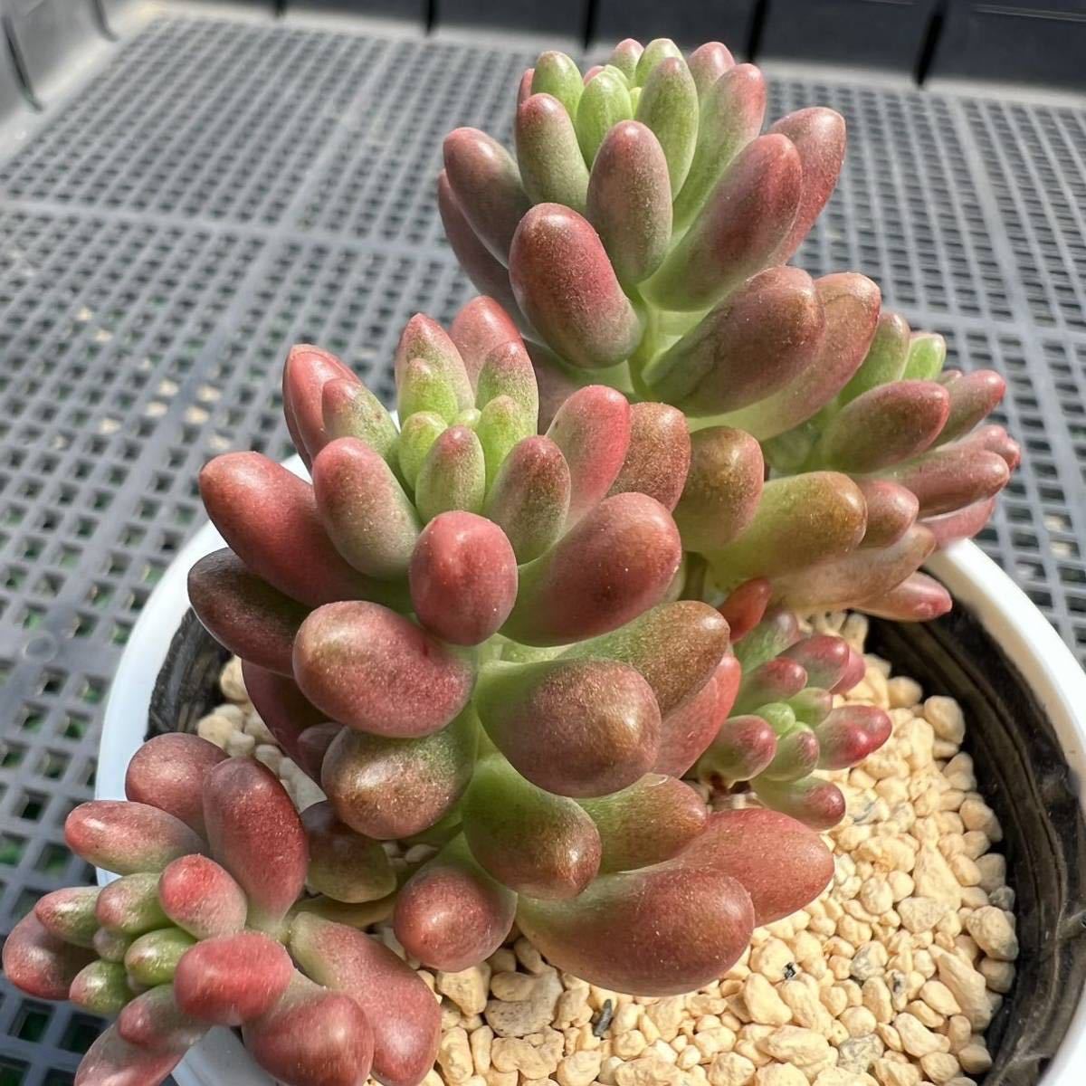 カット 多肉植物 By れなちゃむ S Shop ラクマ セダム オーロラ の通販 しみも