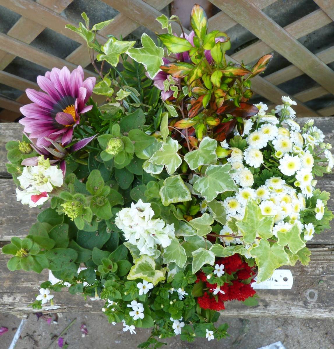 花束みたいな寄せ植え ガザニア マトリカリア ピルエット バコパ 同梱可能 花 売買されたオークション情報 Yahooの商品情報をアーカイブ公開 オークファン Aucfan Com