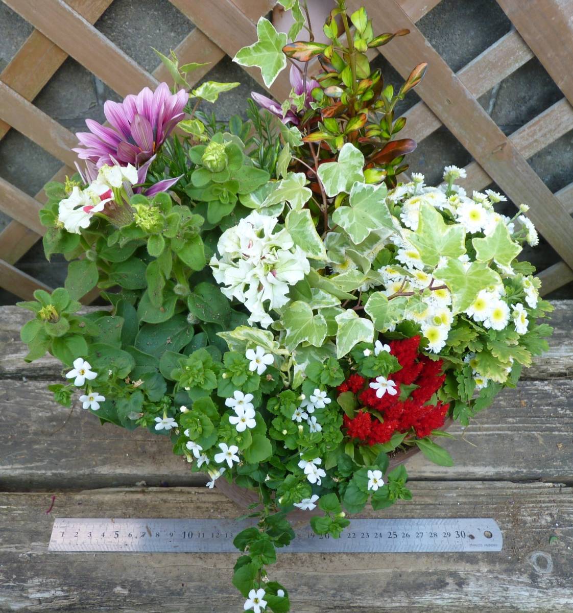 花束みたいな寄せ植え ガザニア マトリカリア ピルエット バコパ 同梱可能 花 売買されたオークション情報 Yahooの商品情報をアーカイブ公開 オークファン Aucfan Com