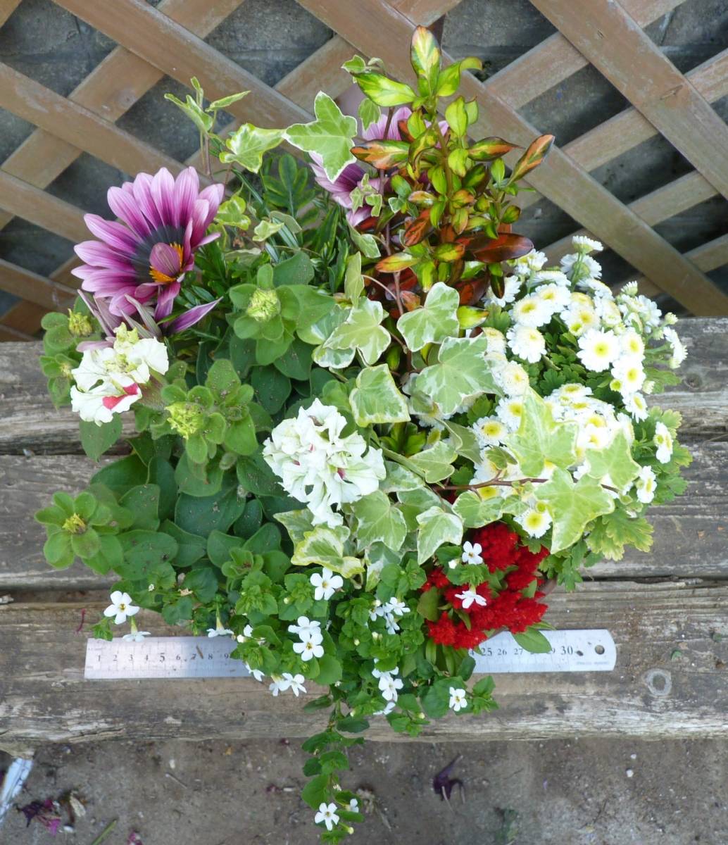 花束みたいな寄せ植え ガザニア マトリカリア ピルエット バコパ 同梱可能 花 売買されたオークション情報 Yahooの商品情報をアーカイブ公開 オークファン Aucfan Com