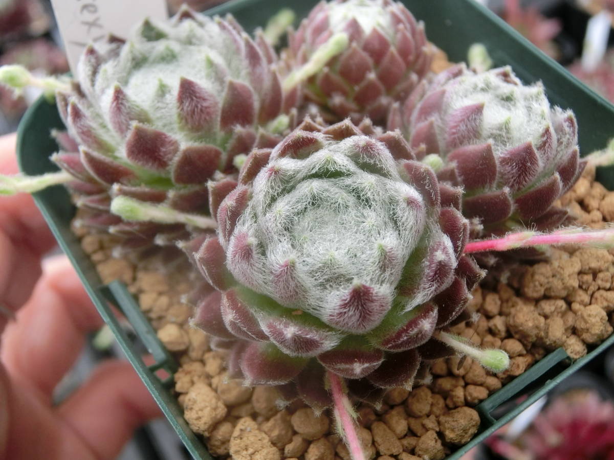 多肉植物】センペルビウム パシフィックセクシー 抜き苗 多肉植物】センペルビウム パシフィックセクシー 抜き苗