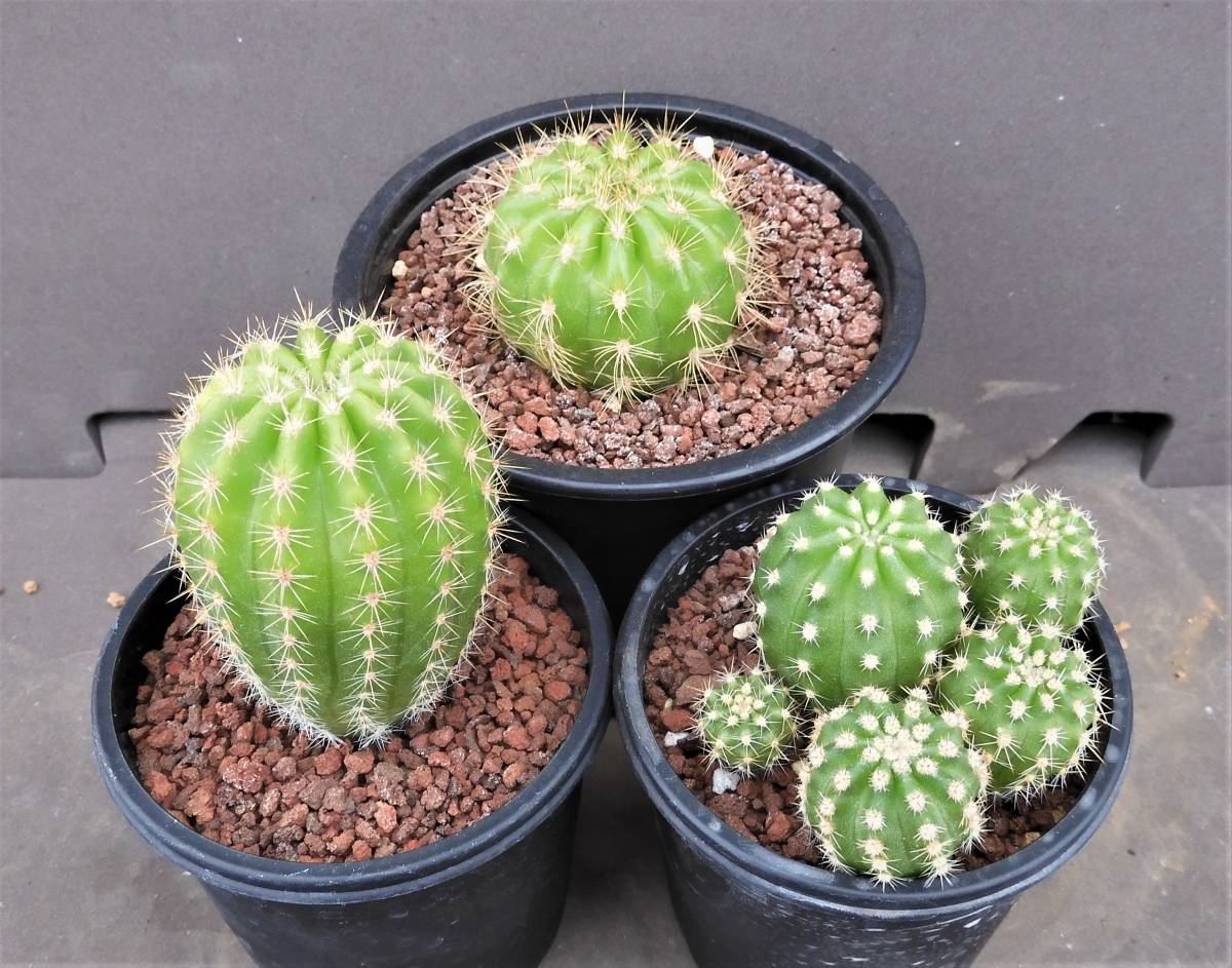 花サボテン三鉢 金盛丸 イエローキャップ 黄花錦 イエローキャップ エレガンスピンク サボテン 売買されたオークション情報 Yahooの商品情報をアーカイブ公開 オークファン Aucfan Com