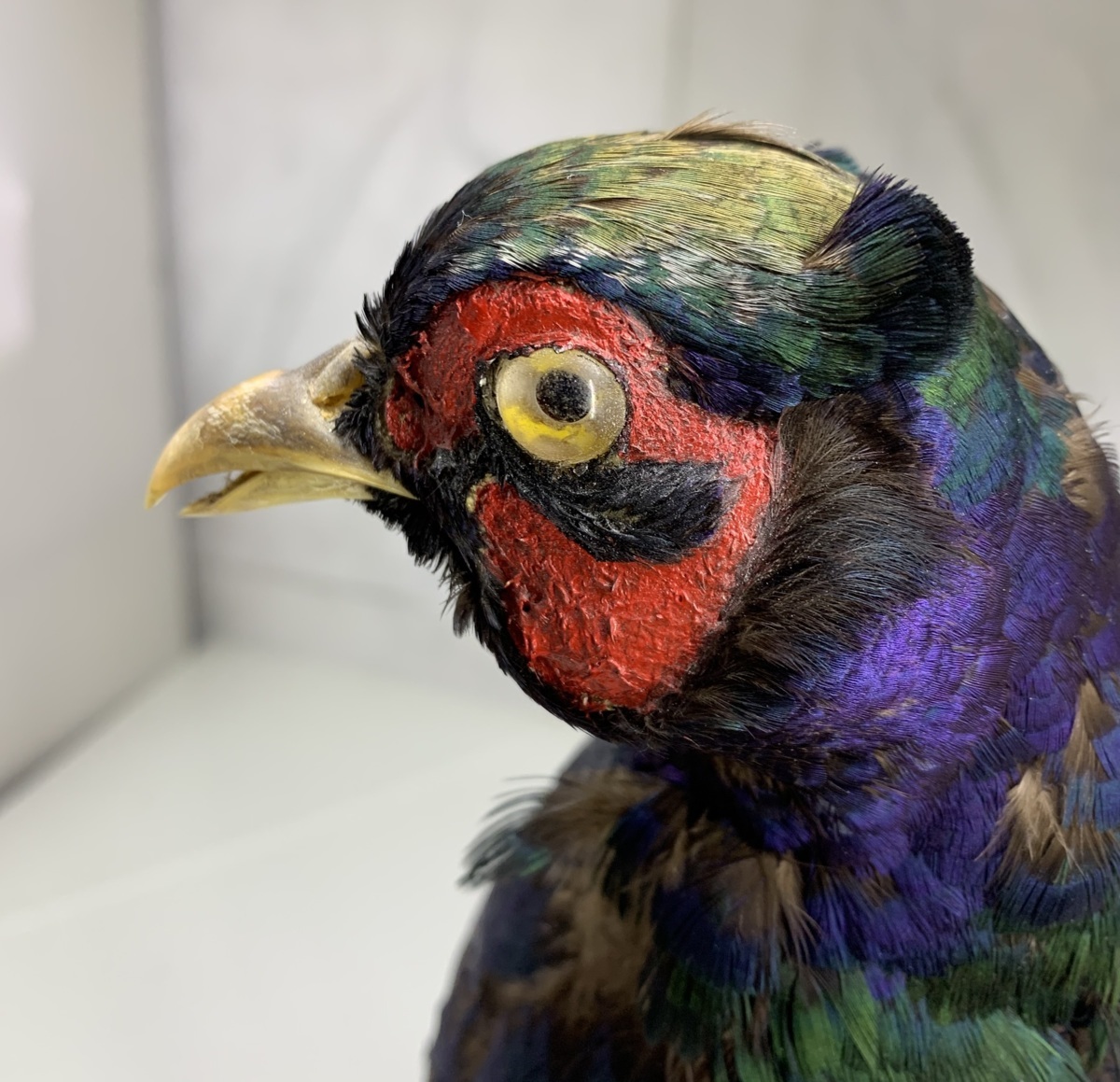 M= 鳥 キジ 剥製 オブジェ 標本 飾り物 木止まり 置物 作品 羽 長さ 