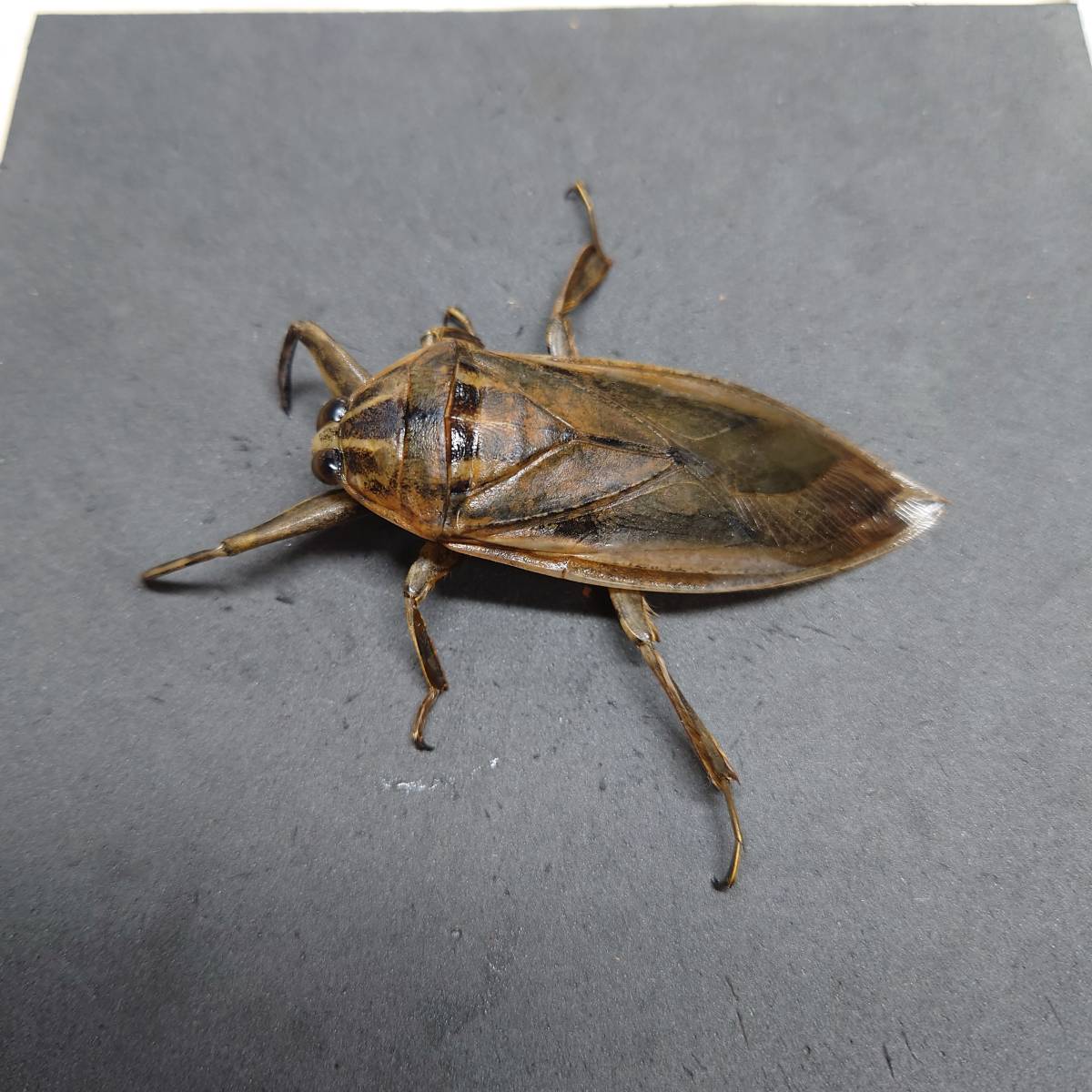 タイワンタガメ1ペア〜販売してます①