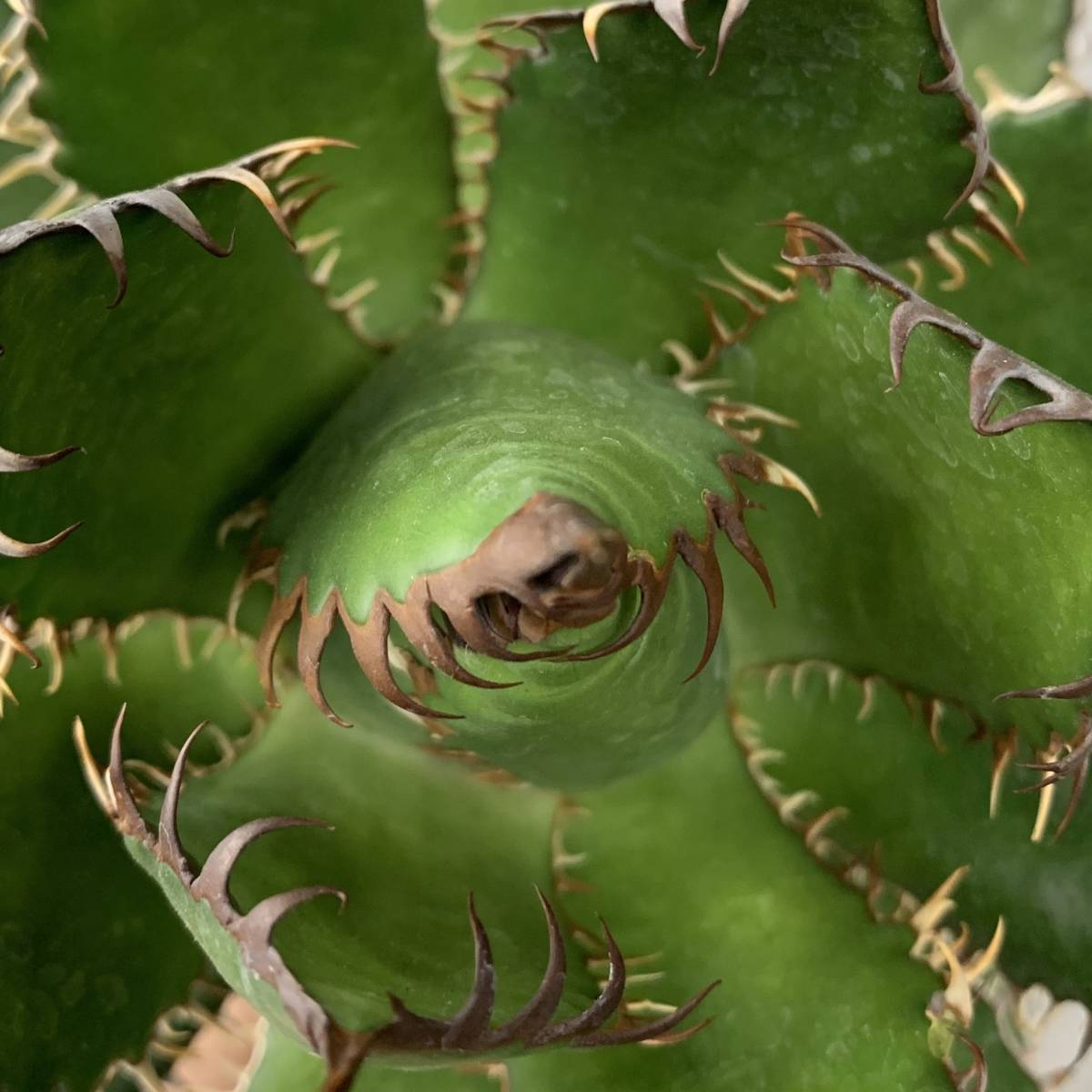 アガベ　ホリダ　大株 美株です！アガベ『ホリダ』 | Planet Plants プラネットプランツ