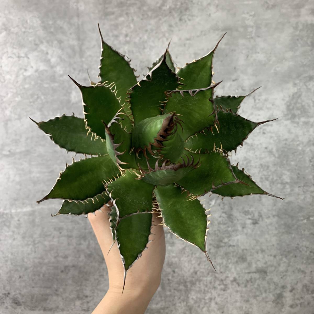S級 極上US産！！】アガベ ホリダ 大株 連棘選抜 Agave horrida ( 検索
