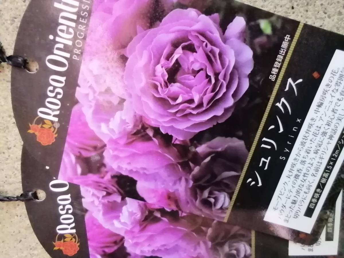 送料込み●シュリンクス２株（大苗）●ロサオリエンティス