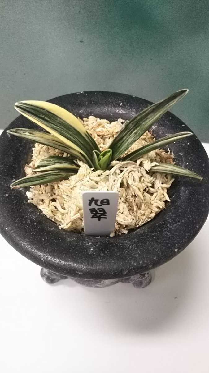 万年青『旭翠』おもと 若親上苗 名品 万年青 【公式通販】