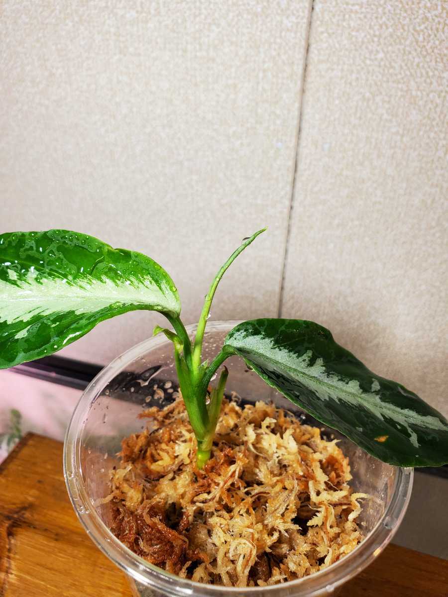 【大株】アグラオネマ ピクタム A 雷切 LA0914-3ss　LA便 ◇アグラオネマ pictum A 雷切 LA便ネームド株◇Aglaonema pictum A 雷
